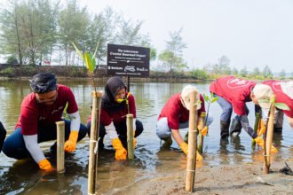 Suzuki tanam mangrove
